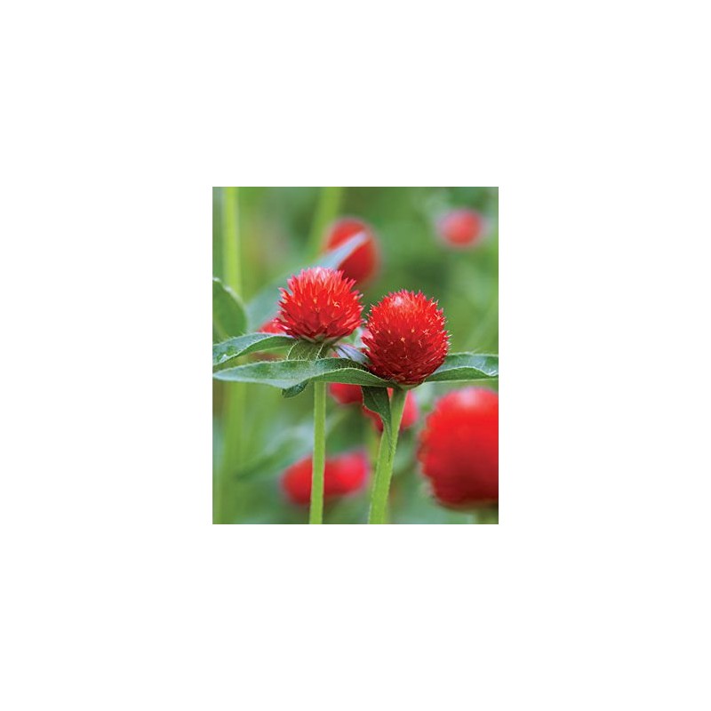 Crimson Clover Seeds, 5 Pounds