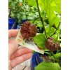 Carolina REAPER Chocolate Fire Pepper Seeds Super Hot 2.2+ Million