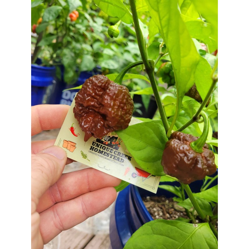 Carolina REAPER Chocolate Fire Pepper Seeds Super Hot 2.2+ Million