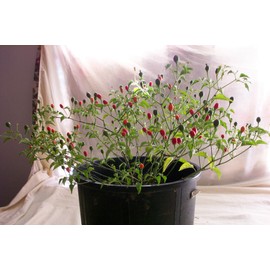Hermosillo ChilTepin Hot Pepper Seeds