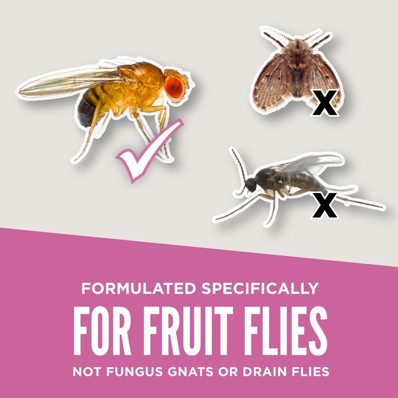 Aunt Fannie’s FlyPunch! Fruit Fly Trap Refill: for Indoor and