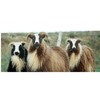 Natural Sheeps Wool rovings - Mixed Heritage Breeds 60g Pack