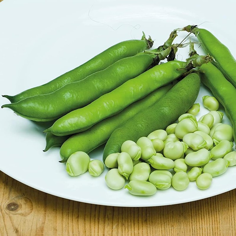 Mr Fothergill's RHS Broad Bean Statissa