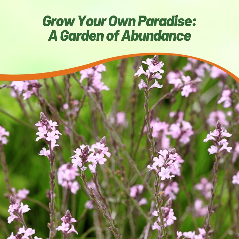 Outsidepride Common Verbena Seeds for Planting - 2000 Pcs. Annual,