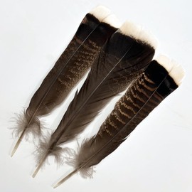 Turkey Feathers,Natural Big Long Feather,8-10 inches (20-25cm),Large Size Bilateral Feathers,for Crafts,Bulk 12PCS (Natural Turkey)