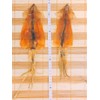 Hokkaido Additive-Free Meika Raw Squid (Pack of 5)
