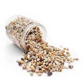 Tiny Shells Mixed Seashells Ocean Small Beach Spiral Shells Craft Pendants for Home Decorations, Beach Theme Party, Wedding Decoration, DIY Crafts, Aquariums and Vase Fillers