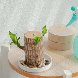 White Brazilian Wood Pallet White Ceramic Saucer Office Desk Decorations Plant Pot Base Jewelry Tray Tray, Home Office Decor, Brazilian Wood Potted Tray Pots, Planters and Container Accessories