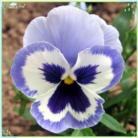 zellajake Rare Flower Plant Seeds 50+ Pansy Seeds - Adonis