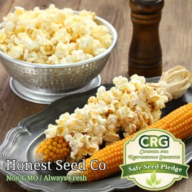 Honest Seed Co. Yellow POPCORN Corn Seeds for planting | Non-GMO | UNTREATED | Bulk Garden Seeds - 500+