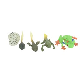 Collectible Wildlife Gifts Red Eye Frog Life Cycle, 5 Piece Toy Set Realistic Rubber Model 2.5" CH998 BB215