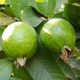 Aromatics International Guava Leaf Essential Oil 5ml