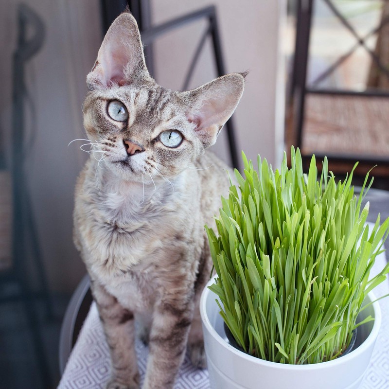 Outsidepride Cat Grass Variegated - 1000 Seeds