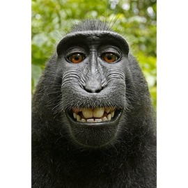 Edition Colibri Funny Monkey Lenticular Postcard with Interchangeable Image / Wobble Effect (10138)