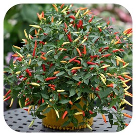 RAISE ME UP: Seeds Ornamental Chili Pepper Mix Hot Non GMO Heirloom