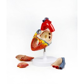 Vision Scientific VAC438-N Human Heart Model - 4 Parts | 2X Life-Size | Shows External and Internal Anatomy Detail with Ventricles, Atria, Valves, Veins and Aorta | Labelled Diagram Included
