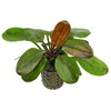 Potted Live Aquarium Plants | Freshwater Aquatic Plants for Aquariums