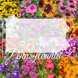 Paper Street Perennials 1/4 Pound Pennsylvania Bulk Wildflower Seed Mix (Northeast Varieties) 500 sq-ft