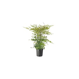 Heavenly Bamboo - Nandina Domestica - 2 Live Gallon Size Plants - Beautiful & Colorful Low Maintenance Foliage