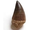 SCIENCE Dinosaur Fossil "Mosasaurus Tooth Fossil Approx. 0.8 inches (20