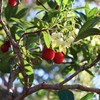 3 Live Strawberry Tree Plants (Arbutus Unedo) – Sweet Resilient