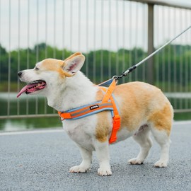 AIITLE Soft Padded Dog Vest Harness, No Pull Pet Harnesses with A Handle, Escape Proof and Quick Fit Reflective Dog Strap Harness, Easy for Training Walking Running for Small Dogs Orange-Blue XS