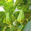 Chayote Squash With Pot Live Vegetable Ready To Plant