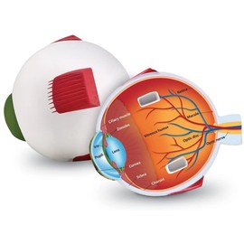Learning Resources Cross-Section Human Eye Model, Biology, Scientific Vocabulary, Classroom Accessories, Measures 5″ in diameter. Grades 2+, Ages 7+