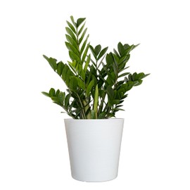 United Nursery ZZ Plant – Low-Maintenance Air-Purifying Houseplant in 10-Inch White Décor Pot – 24-30 Inches Tall – Drought-Tolerant Indoor Plant for Home and Office Decor