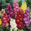 Outsidepride Ten Week Mix Mattiola Stock Seeds - 2000 Pcs