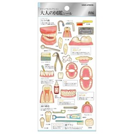 Kamio Japan Sticker Adult Encyclopedia Seal, Teeth 224587