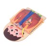Learning to Dress Board Wooden Early Learning Basic Life Skills
