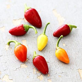 Cascabella Pepper Seeds - 250 Mg Packet ~30-45 Seeds - Heirloom, Non-GMO, Open Pollinated - Vegetable Gardening Seeds - Hot Pepper