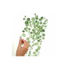 RoomMates RMK3903SCS Wall Sticker, Green & White, Peel & Stick