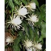 Cactus 2X Queen 12" CACTUS ORCHIDs NIGHT BLOOMING CEREUS