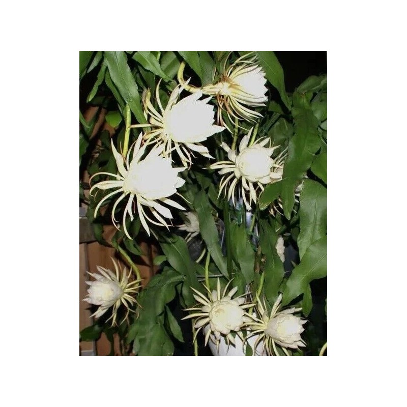 Cactus 2X Queen 12" CACTUS ORCHIDs NIGHT BLOOMING CEREUS