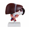 BoNew Human Liver Pancreas Duodenum Anatomical Anatomy Model Medical Model