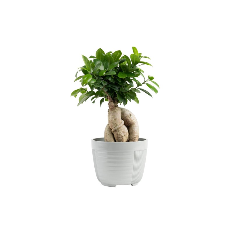 Costa Farms Bonsai Miniature Tree Live Plant in Decorative Pot,