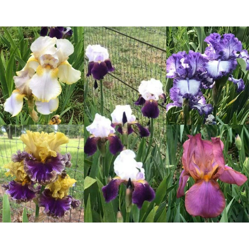 Random Okie Farms Fresh Sprouted Mixed BEARDED IRIS RHIZOME Bulbs