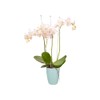 elho Brussels Orchid High 12.5 - Flower Pot for Indoor