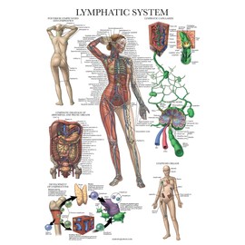 Palace Learning Laminated Lymphatic System Anatomical Poster - Lymphatic Anatomy Chart - 18" x 24"