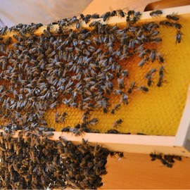 Tolegano Middle Wall Press Starter Set Centre Wall Mould Beekeeping Beeswax