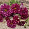 Outsidepride 50 Seeds Annual Cosmos Bipannatus Double Click Cranberries Cut