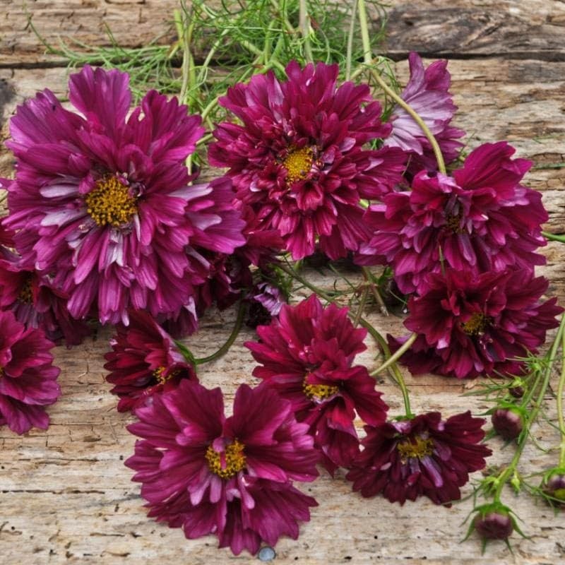 Outsidepride 50 Seeds Annual Cosmos Bipannatus Double Click Cranberries Cut