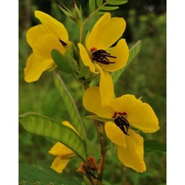 seeds Partridge Pea Seeds 100+ SEEDS NON-GMO  --BUY 4 ITEMS FREE SHIPPING