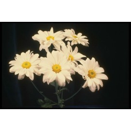 Unbranded Flowers & Plants Photos 8.5x11 Flowers In Vase Picture Wall Art Decor For Home