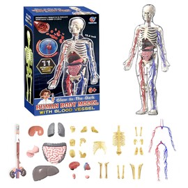 HYEANHLPYE Human Body Model Toy, Transparent Full Body, Human Vascular Model Toy, Mannequin, Removable Organ Skeleton Model, Disassembly Puzzle Set, 3D Human Anatomy Model, Movable, Human Skeleton