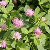 3500 Persian Clover Seeds 7 Grams Heirloom Non GMO USA