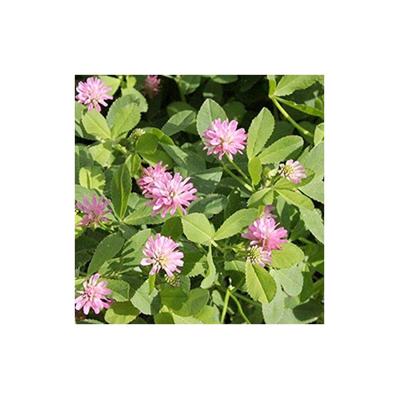 3500 Persian Clover Seeds 7 Grams Heirloom Non GMO USA