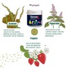 Phytopet TartarX | XL 300g | 100% Natural Herbal Remedy
